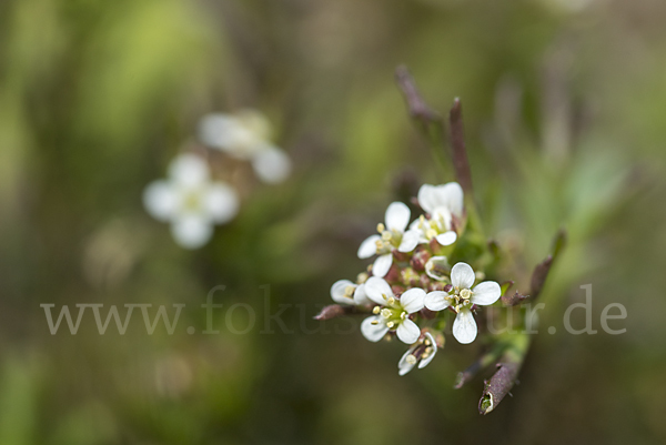 Viermänniges Schaumkraut (Cardamine hirsuta)