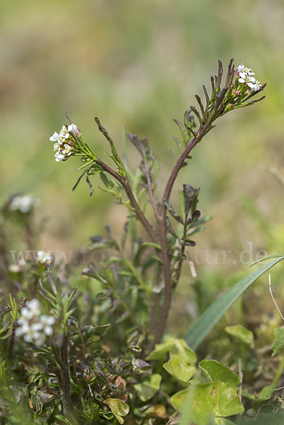 Viermänniges Schaumkraut (Cardamine hirsuta)