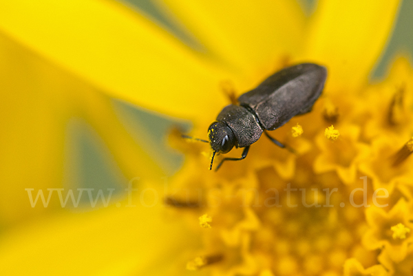 Vierpunktiger Kiefernprachtkäfer (Anthaxia quadripunctata)