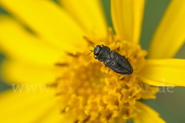 Vierpunktiger Kiefernprachtkäfer (Anthaxia quadripunctata)
