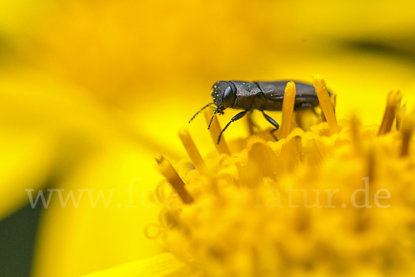 Vierpunktiger Kiefernprachtkäfer (Anthaxia quadripunctata)