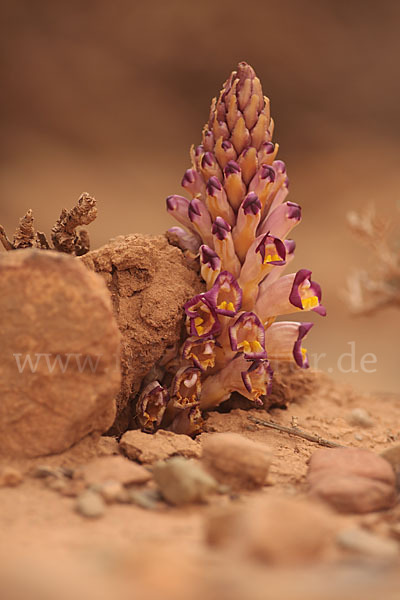 Violette Cistanche (Cistanche violacea)