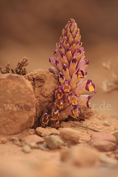 Violette Cistanche (Cistanche violacea)