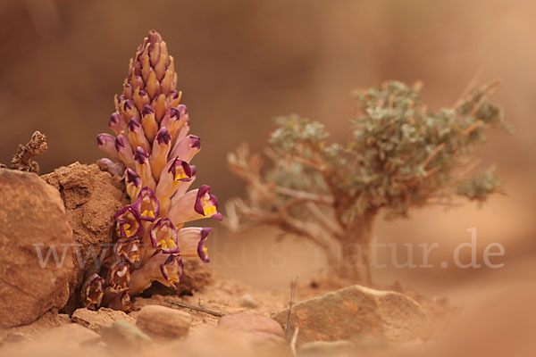 Violette Cistanche (Cistanche violacea)