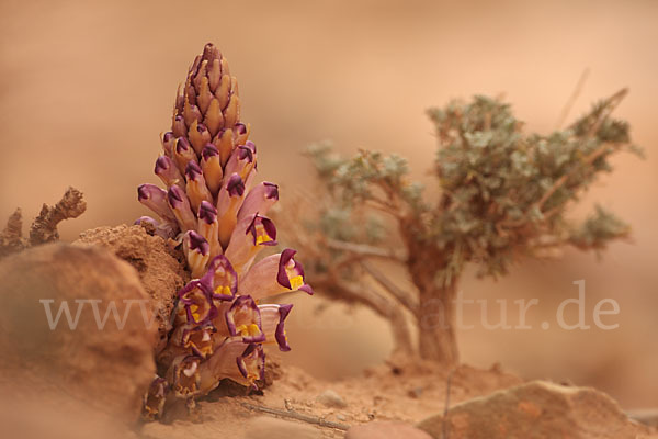 Violette Cistanche (Cistanche violacea)