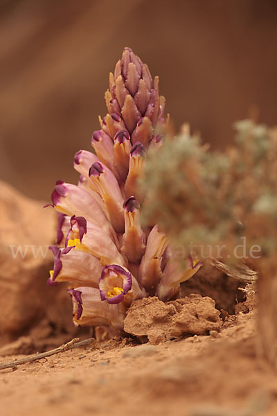 Violette Cistanche (Cistanche violacea)