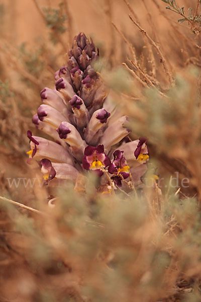 Violette Cistanche (Cistanche violacea)