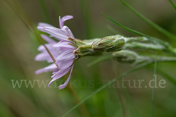 Violette Schwarzwurzel (Scorzonera purpurea)