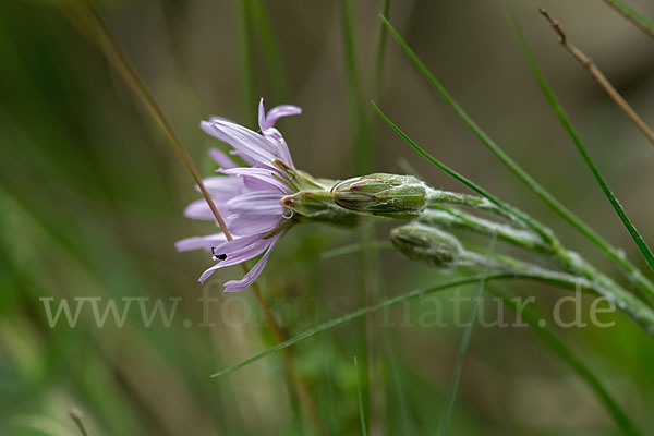 Violette Schwarzwurzel (Scorzonera purpurea)