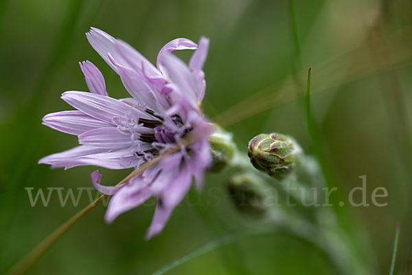 Violette Schwarzwurzel (Scorzonera purpurea)