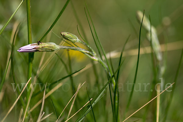 Violette Schwarzwurzel (Scorzonera purpurea)