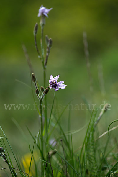 Violette Schwarzwurzel (Scorzonera purpurea)