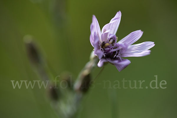Violette Schwarzwurzel (Scorzonera purpurea)