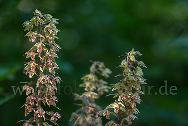 Violette Stendelwurz (Epipactis purpurata)