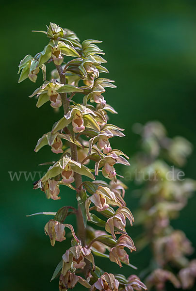 Violette Stendelwurz (Epipactis purpurata)