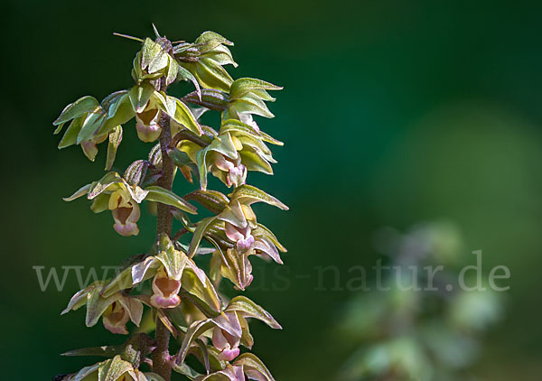 Violette Stendelwurz (Epipactis purpurata)