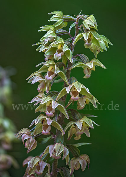 Violette Stendelwurz (Epipactis purpurata)