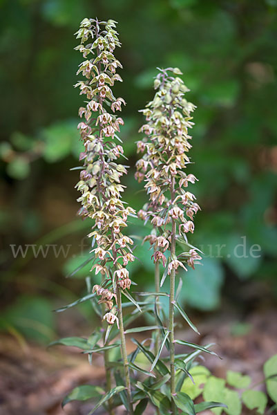 Violette Stendelwurz (Epipactis purpurata)