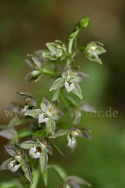 Violette Stendelwurz (Epipactis purpurata)