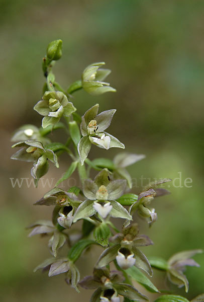 Violette Stendelwurz (Epipactis purpurata)