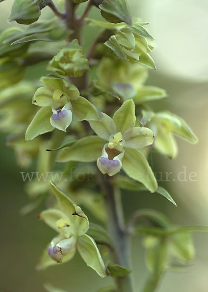 Violette Stendelwurz (Epipactis purpurata)