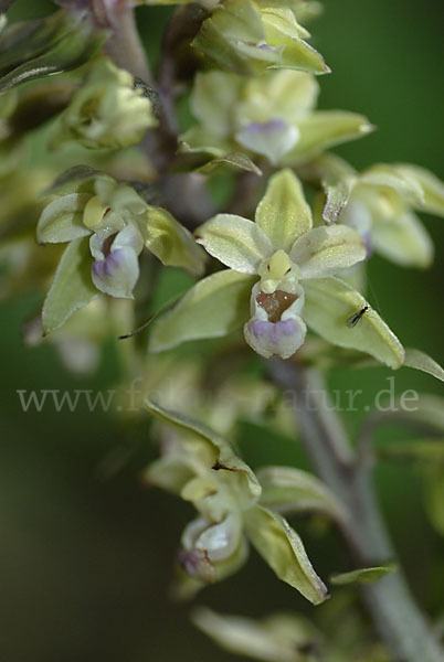 Violette Stendelwurz (Epipactis purpurata)