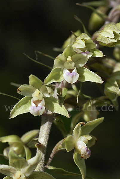 Violette Stendelwurz (Epipactis purpurata)