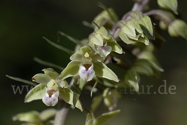 Violette Stendelwurz (Epipactis purpurata)