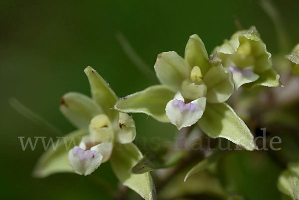 Violette Stendelwurz (Epipactis purpurata)