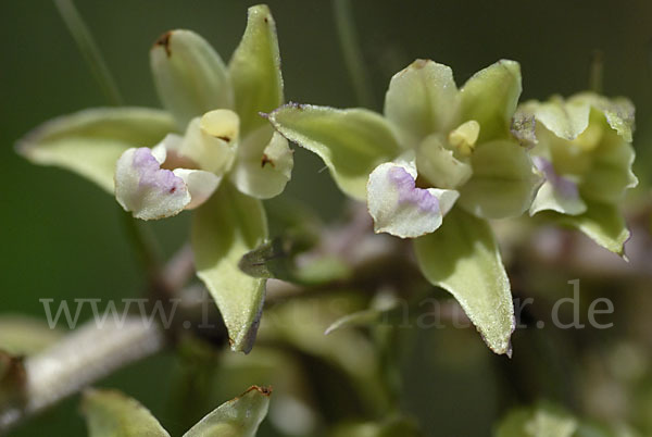 Violette Stendelwurz (Epipactis purpurata)