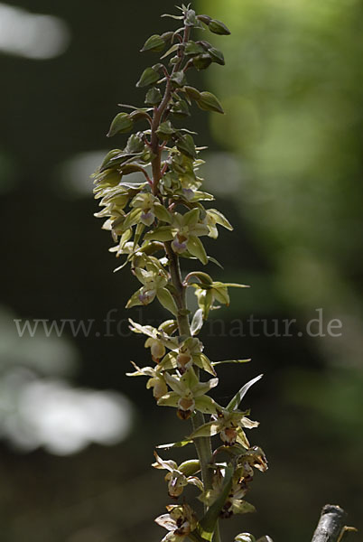 Violette Stendelwurz (Epipactis purpurata)