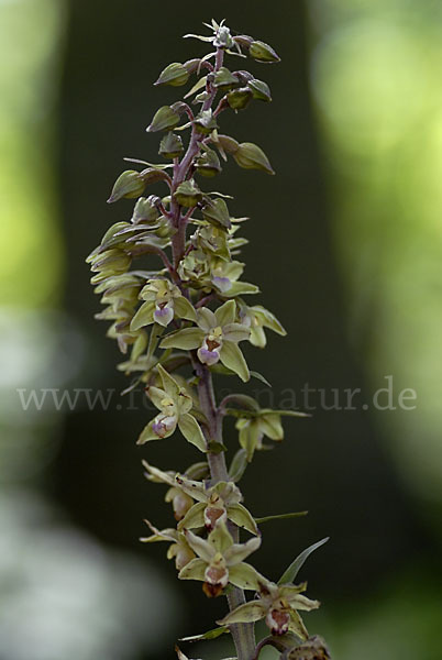 Violette Stendelwurz (Epipactis purpurata)