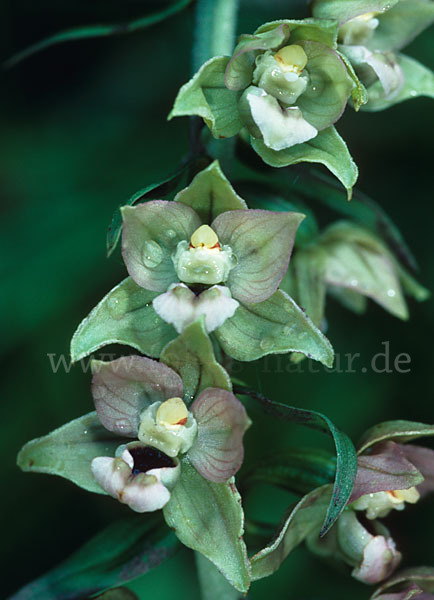 Violette Stendelwurz (Epipactis purpurata)