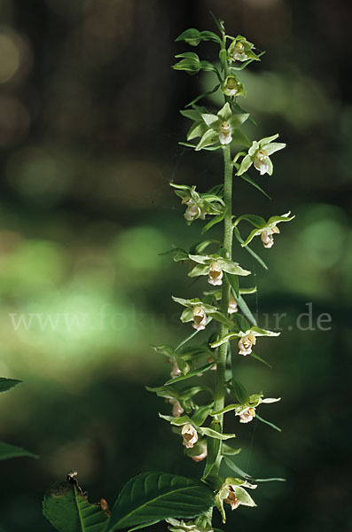 Violette Stendelwurz (Epipactis purpurata)