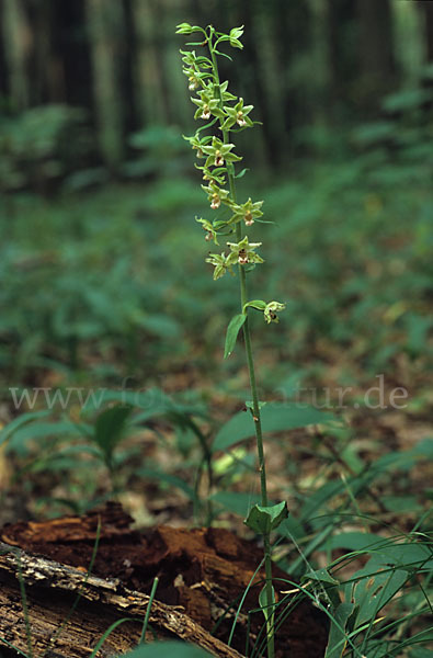 Violette Stendelwurz (Epipactis purpurata)