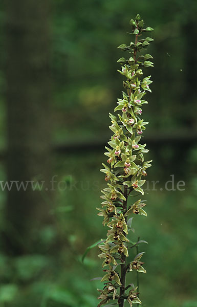 Violette Stendelwurz (Epipactis purpurata)