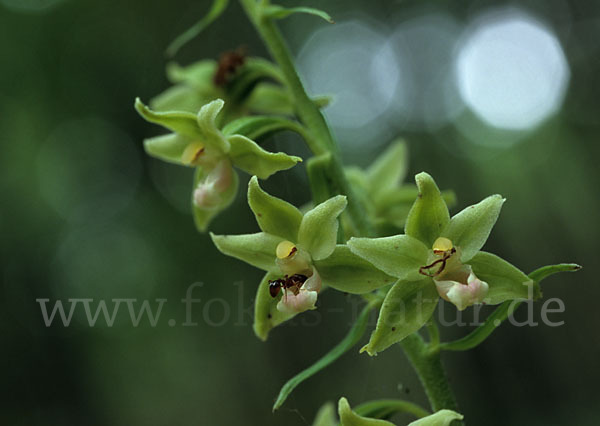 Violette Stendelwurz (Epipactis purpurata)