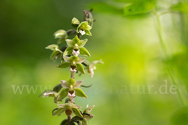 Violette Stendelwurz (Epipactis purpurata)