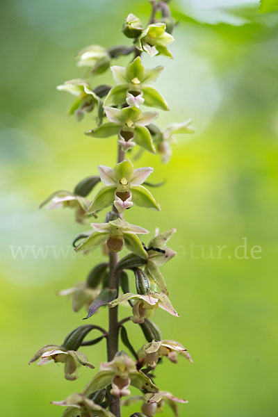 Violette Stendelwurz (Epipactis purpurata)