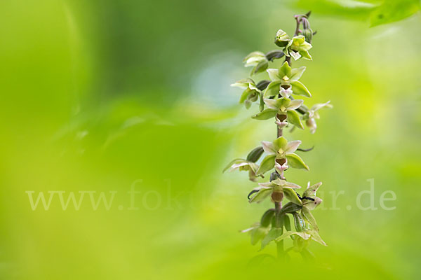 Violette Stendelwurz (Epipactis purpurata)