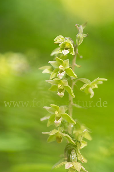 Violette Stendelwurz (Epipactis purpurata)