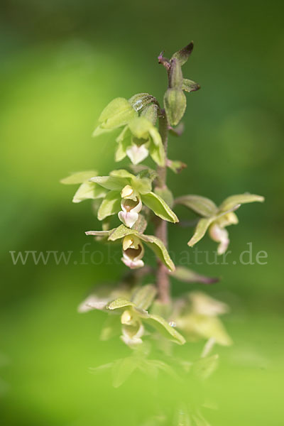 Violette Stendelwurz (Epipactis purpurata)