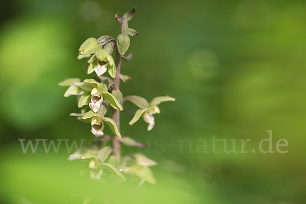 Violette Stendelwurz (Epipactis purpurata)