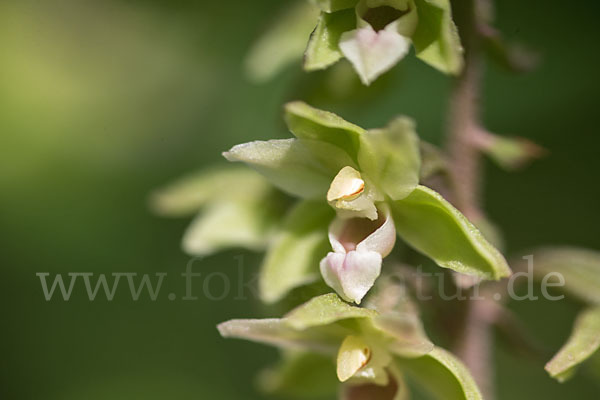 Violette Stendelwurz (Epipactis purpurata)