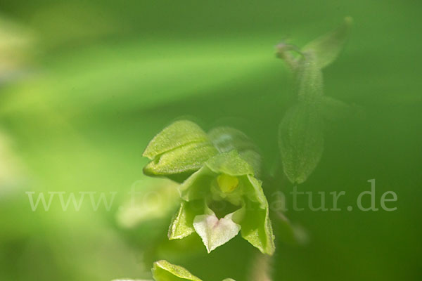 Violette Stendelwurz (Epipactis purpurata)