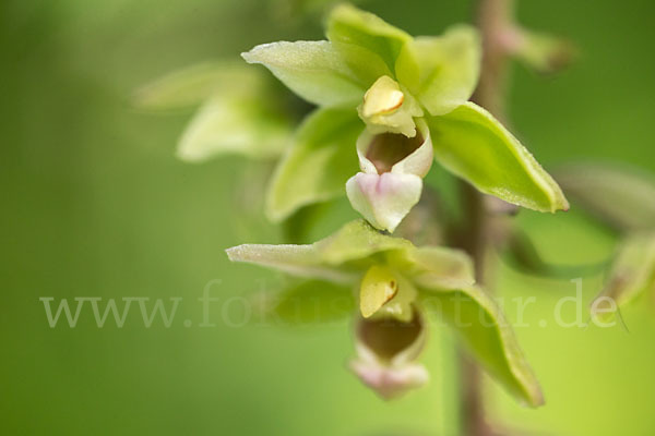 Violette Stendelwurz (Epipactis purpurata)