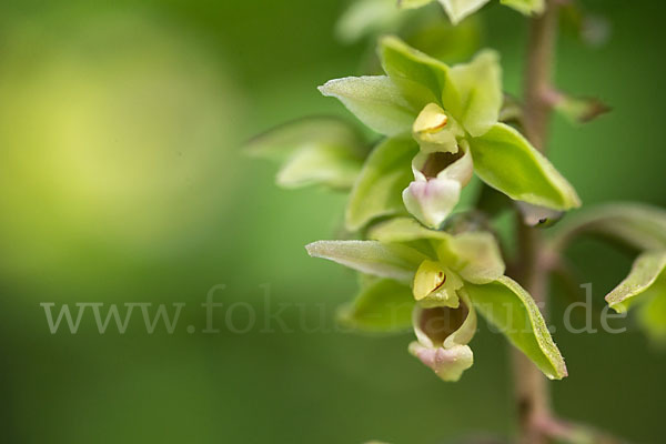 Violette Stendelwurz (Epipactis purpurata)