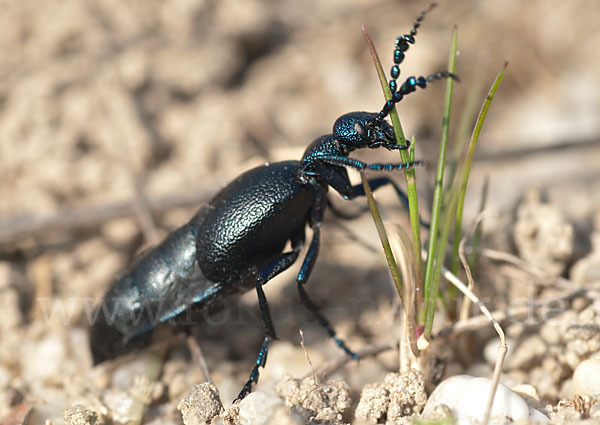 Violetter Ölkäfer (Meloe violaceus)