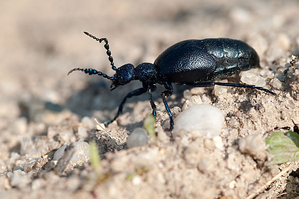 Violetter Ölkäfer (Meloe violaceus)