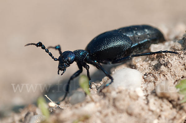 Violetter Ölkäfer (Meloe violaceus)